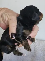 Lil-Lite Long haired, a male Miniature Dachshund for sale in Clinton, MO – Photo 3 of 8