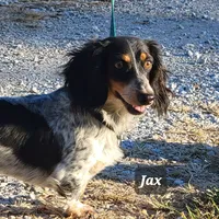 Lil-Lite Long haired, a male Miniature Dachshund for sale in Clinton, MO – Photo 8 of 8