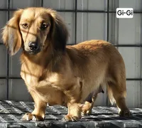 Lil-Lite Long haired, a male Miniature Dachshund for sale in Clinton, MO – Photo 7 of 8