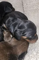 Lil-Lite Long haired, a male Miniature Dachshund for sale in Clinton, MO – Photo 6 of 8