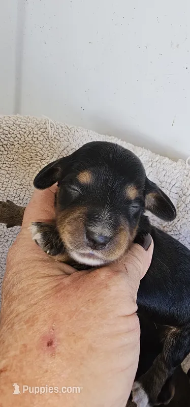 Lil-Lite Long haired