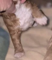 Maxes, a male Cavapoo for sale in Clinton, MO – 1 of 9