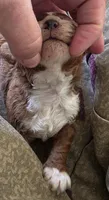 Budy, a male Cavapoo for sale in Clinton, MO – 4 of 10