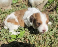 Missy, a female Cavapoo for sale in Clinton, MO – 6 of 10