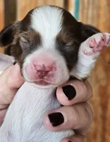 Sarah Long-haired, a female Miniature Dachshund for sale in Clinton, MO – Photo 1 of 8