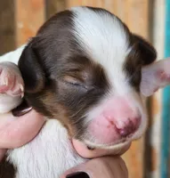 Sarah Long-haired, a female Miniature Dachshund for sale in Clinton, MO – Photo 2 of 8