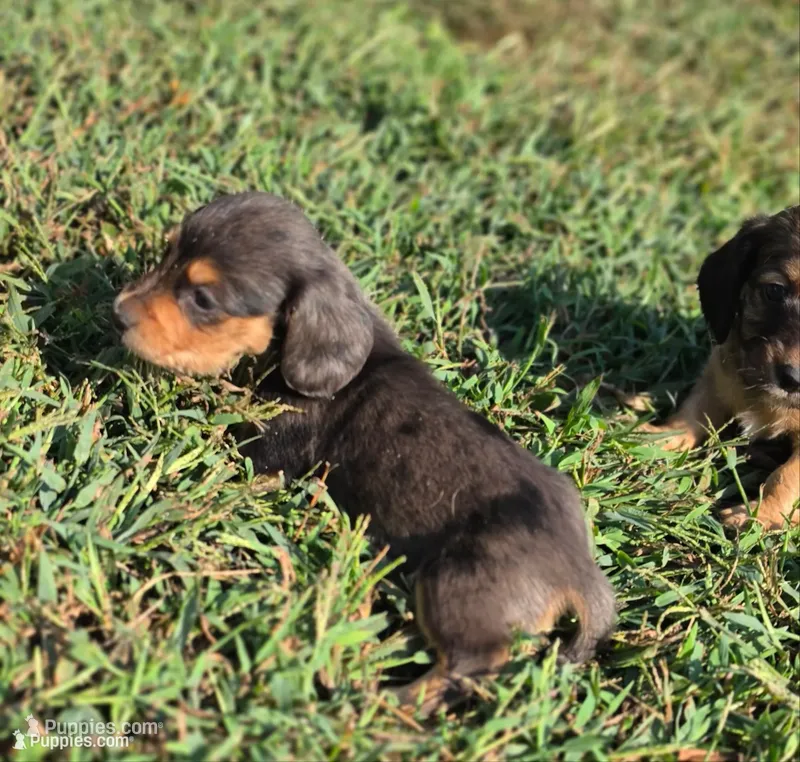 Bluey Long-haired  – Miniature Dachshund puppy for sale in Clinton, MO