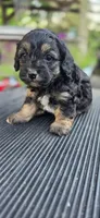 Frankie , a male Cavapoo for sale in Clinton, MO – 6 of 10