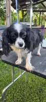 Louie, a male Cavapoo for sale in Clinton, MO – 7 of 10