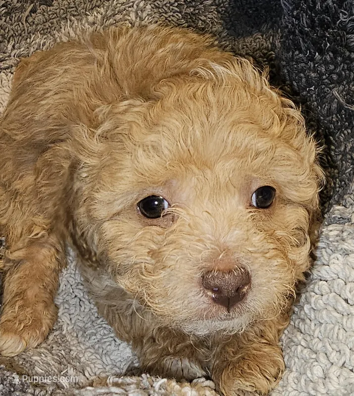 EDDIE, a male Cavapoo for sale in Clinton, MO – Photo 1 of 5