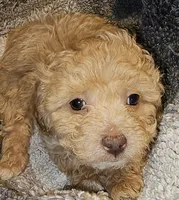 EDDIE, a male Cavapoo for sale in Clinton, MO – Photo 1 of 5