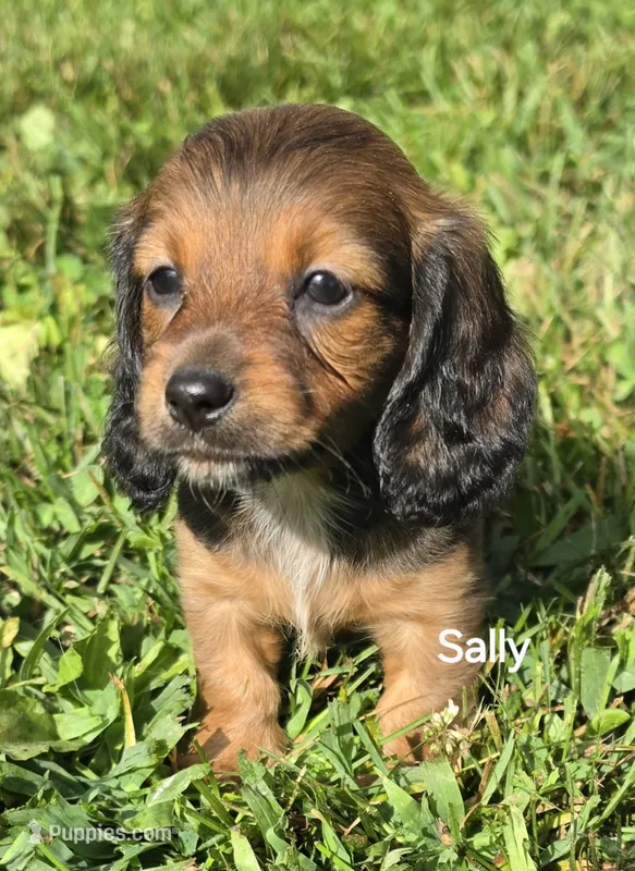 Sally Long-haired  – Miniature Dachshund puppy for sale in Clinton, MO