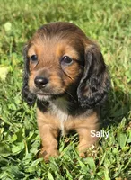 Sally Long-haired , a female Miniature Dachshund for sale in Clinton, MO – 1 of 9