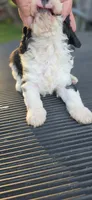 BELL, a female Cavapoo for sale in Clinton, MO – 3 of 9