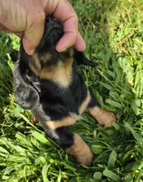 Sprinkles Long-haired , a female Miniature Dachshund for sale in Clinton, MO – 4 of 10