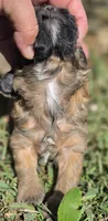 Cadie, a female Cavapoo for sale in Clinton, MO – 5 of 9