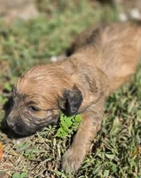 Cadie, a female Cavapoo for sale in Clinton, MO – 4 of 9