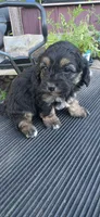 Frankie , a male Cavapoo for sale in Clinton, MO – 8 of 10