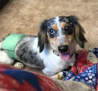 Logar Long-haired , a male Miniature Dachshund for sale in Clinton, MO – 7 of 9