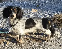 Rosa Long-haired , a female Miniature Dachshund for sale in Clinton, MO – 3 of 5
