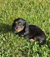 Tabby Long-haired , a female Miniature Dachshund for sale in Clinton, MO – 3 of 9