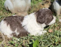 "PIXIE", a female Cavapoo for sale in Clinton, MO – 6 of 8
