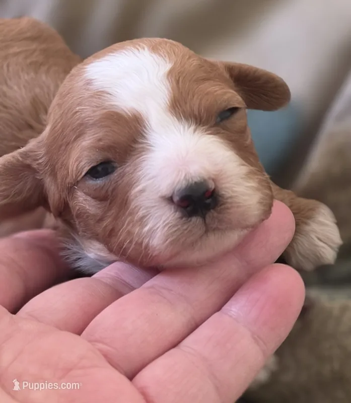 Morgan – Cavapoo puppy for sale in Clinton, MO