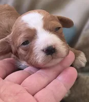 Morgan, a female Cavapoo for sale in Clinton, MO – 2 of 10