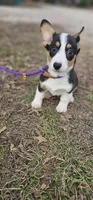 Fuler (no tail), a male Cardigan Welsh Corgi for sale in Clinton, MO – Photo 8 of 10