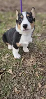 Fuler (no tail), a male Cardigan Welsh Corgi for sale in Clinton, MO – Photo 9 of 10