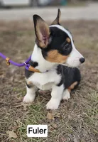 Fuler (no tail), a male Cardigan Welsh Corgi for sale in Clinton, MO – Photo 1 of 10