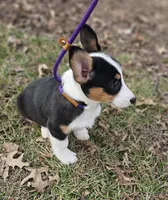 Fuler (no tail), a male Cardigan Welsh Corgi for sale in Clinton, MO – Photo 6 of 10