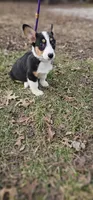 Fuler (no tail), a male Cardigan Welsh Corgi for sale in Clinton, MO – Photo 10 of 10