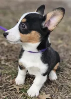 Fuler (no tail), a male Cardigan Welsh Corgi for sale in Clinton, MO – Photo 2 of 10