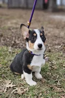 Fuler (no tail), a male Cardigan Welsh Corgi for sale in Clinton, MO – Photo 7 of 10