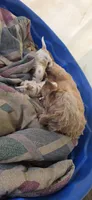 Budy, a male Cavapoo for sale in Clinton, MO – 7 of 10