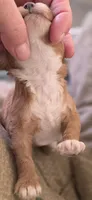 Morgan, a female Cavapoo for sale in Clinton, MO – 9 of 10
