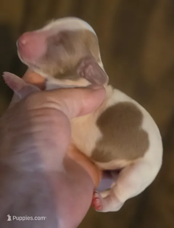 Logar Long-haired  – Miniature Dachshund puppy for sale in Clinton, MO