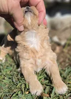 BLONDIE, a female Cavapoo for sale in Clinton, MO – 2 of 8