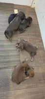 Summer Long-haired , a female Miniature Dachshund for sale in Clinton, MO – 5 of 7