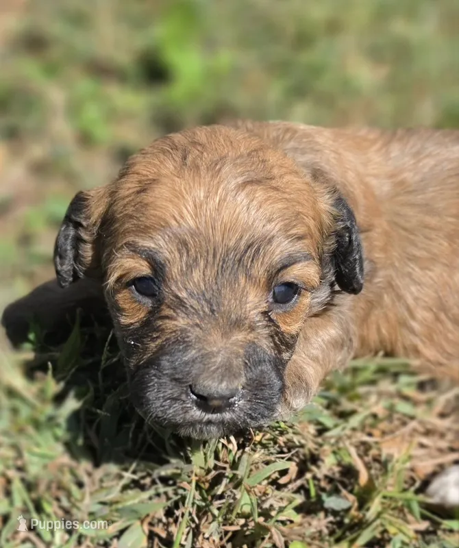 Cadie – Cavapoo puppy for sale in Clinton, MO