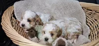 Pegs, a female Cavapoo for sale in Clinton, MO – Photo 3 of 7