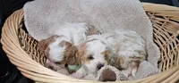 Pegs, a female Cavapoo for sale in Clinton, MO – Photo 5 of 7
