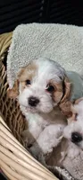 Pegs, a female Cavapoo for sale in Clinton, MO – Photo 1 of 7