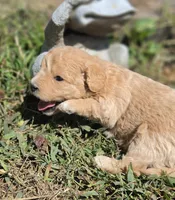 BLONDIE, a female Cavapoo for sale in Clinton, MO – 8 of 8