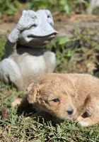 BLONDIE, a female Cavapoo for sale in Clinton, MO – 7 of 8