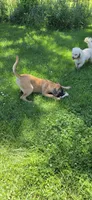 "OLLIE", a female Cane Corso and Labrador Retriever for sale in Clinton, MO – 9 of 10