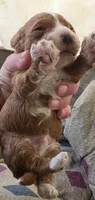 Budy, a male Cavapoo for sale in Clinton, MO – 8 of 10