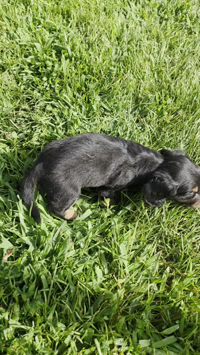 Sprinkles Long-haired , a female Miniature Dachshund for sale in Clinton, MO – 6 of 10