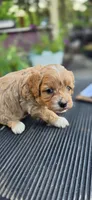 Shay, a female Cavapoo for sale in Clinton, MO – 4 of 10